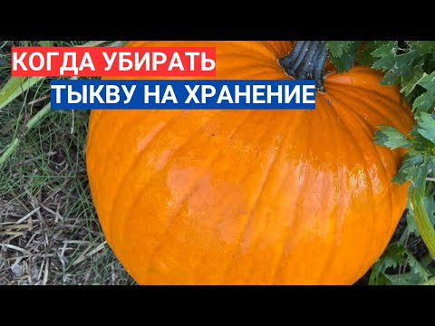 Видео: КАК ОПРЕДЕЛИТЬ СПЕЛОСТЬ ТЫКВЫ  - КОГДА УБИРАТЬ ТЫКВУ НА ХРАНЕНИЕ. КОРОЛЕВА ОСЕНИ - ЛУЧШИЙ СОРТ ТЫКВЫ