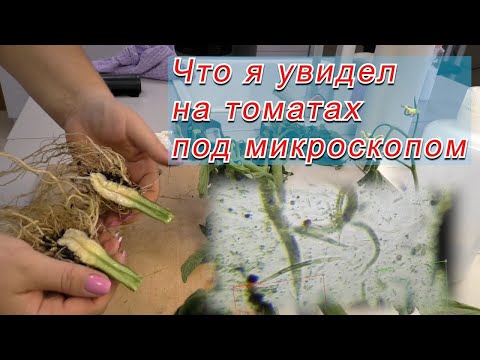 Видео: Томаты под микроскопом- каких вредителей и болезней я увидел. (субтитры)