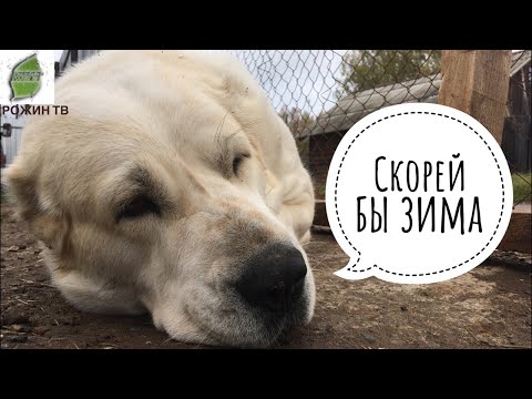 Видео: ДЕЛА ТЕКУЩИЕ🐾🐥🦃