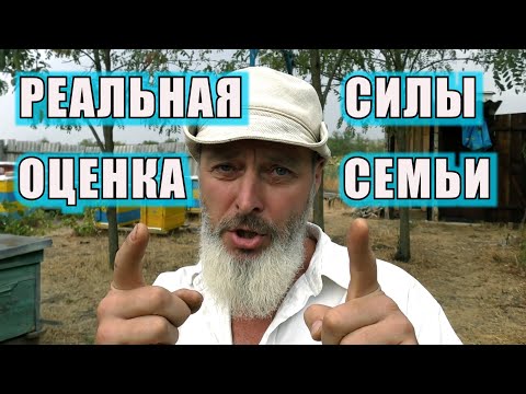 Видео: РЕАЛЬНАЯ ОЦЕНКА СИЛЫ СЕМЬИ.