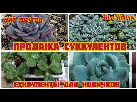 Видео: #мояколлекция Продажа суккулентов | Суккуленты для новичков ●☆▪︎☆▪︎☆
