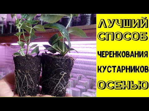 Видео: Лучший способ черенкования кустарников осенью.