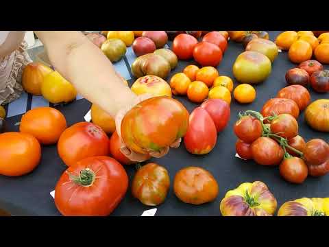 Видео: Презентация новых сортов томатов 2018 года (Часть II)
