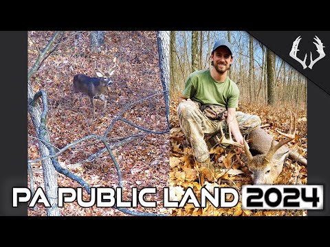 Видео: Общественные земли Пенсильвании – сезон охоты на белохвостого оленя 2024 года