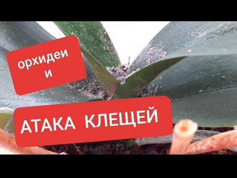 Видео: КЛЕЩИ и ОРХИДЕЯ: никогда не было - и вот опять (((