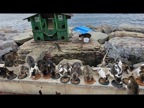 Видео: Они притворяются, что кормят кошек… Но присмотритесь повнимательнее.
