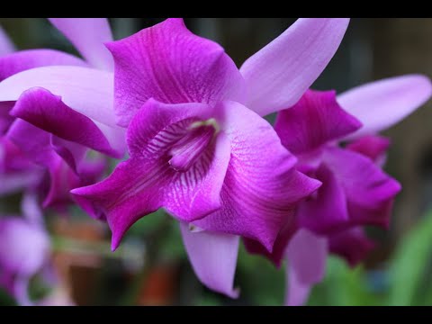 Видео: ЦВЕТЕНИЕ ОРХИДЕЙ.. ВРЕД ЖАРЫ..LAELIA ANCEPS..ЛАЕЛИЯ АНЦЕПС. КАТЛЕЯ ВУЛКАН