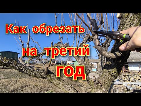Видео: После омолаживающей обрезки. Третий год.