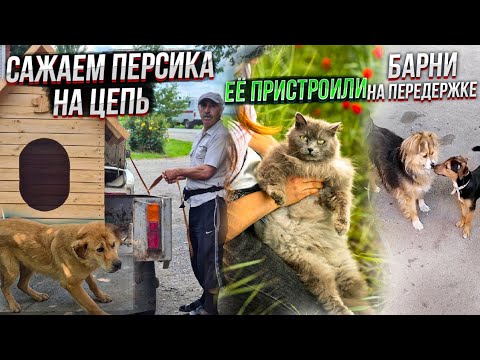 Видео: Пушинку пристроили. Покупаем Персу будку. Джесси попала в газету. Как поживает Барни на передержке.