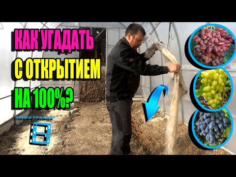 Видео: ЗОЛОТОЕ ПРАВИЛО! КОГДА ОТКРЫВАТЬ ВИНОГРАД? СЕВЕРНЫЙ ВИНОГРАДНИК 23-15