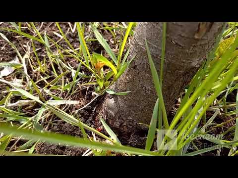 Видео: Миф 1.  Яблоня из семечки и корневой поросли  Отвечаю.