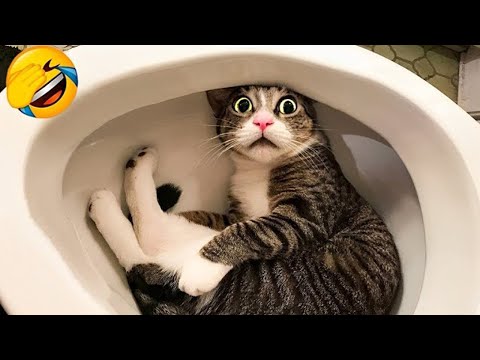 Видео: Уморительные животные заставят вас смеяться до слёз 😂