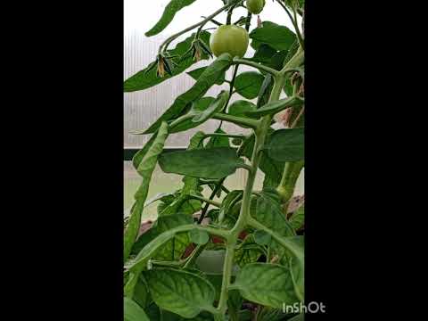 Видео: Они ведь живые! Вся жизнь помидорки. 🍅