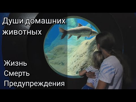 Видео: Души домашних животных. Как им живётся на том свете?! Смерть и перерождение.  Предубеждения людей.