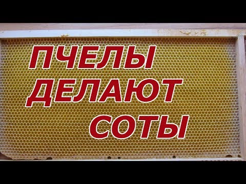 Видео: Когда нужна вощина? Как пчелы делают соты.