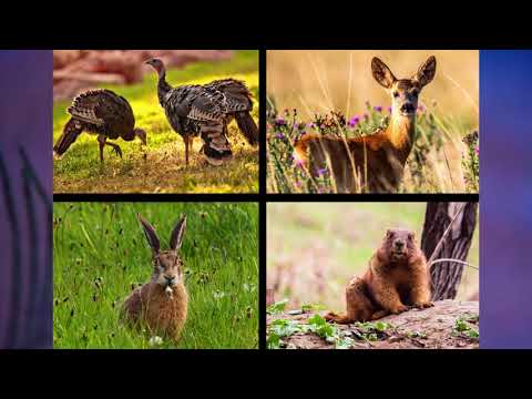 Видео: §35 "Лесостепь, степь и полупустыни. Высотная поясность", География 8 класс, Домогацких