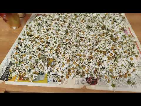 Видео: Сушу ромашки. Отмечаю день рождения!