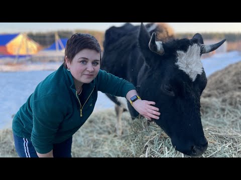 Видео: Как узнать стельность коровы по МОЛОКУ #marya_max я#корова #молоко