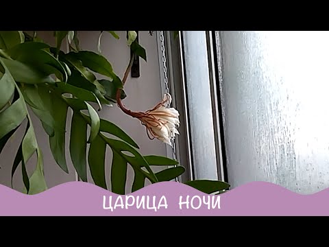 Видео: Про цветы. Ночью на балконе. Эпифиллум Царица Ночи.