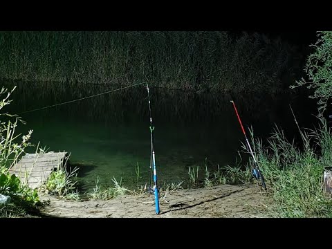 Видео: Рыбалка в Дельте Или. Ловим дикого Амура на камыш. Сом на болоте