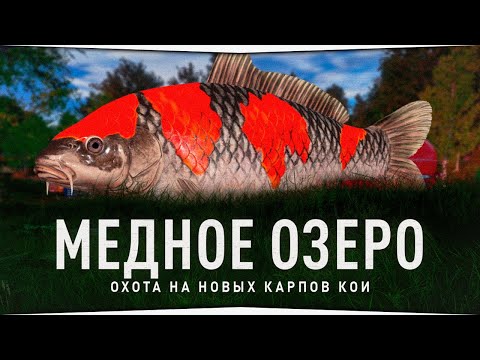 Видео: Медное озеро • Карпы Кои • Русская Рыбалка 4