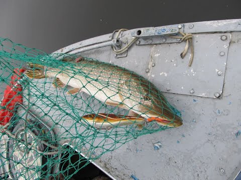 Видео: Джеркбейты. Заводские модели. Часть1