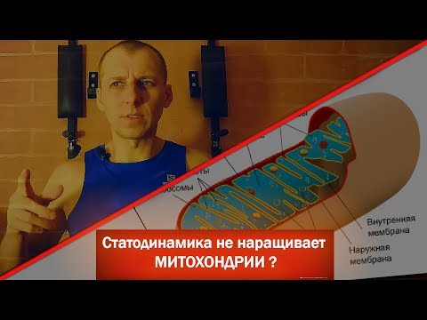 Видео: Статодинамика не наращивает МИТОХОНДРИИ?