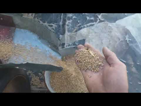 Видео: Озима пшениця 2026.Підготовка насіння 15.09.25р.