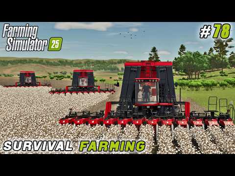 Видео: Финальный заезд NEXAT + Массовый сбор хлопка | Farming Simulator 25 | Survival Farming | Эпизод №78