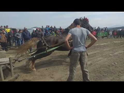 Видео: Кон макс на асен въжето гр.самоков 2019