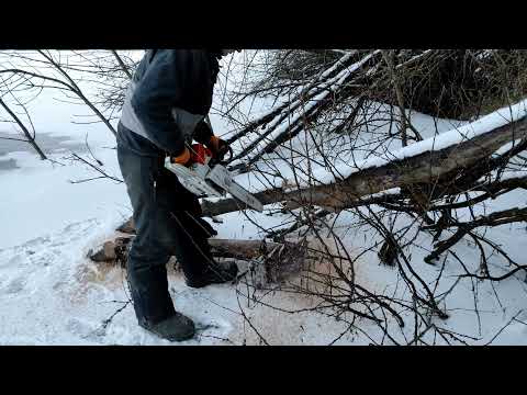 Видео: Заготовка дров 2021/2022 STIHL MS 260