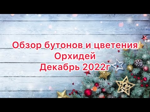 Видео: Обзор бутонов и цветение орхидей в декабре 2022 года #орхидеи #цветениеорхидеи #уходзаорхидеями #