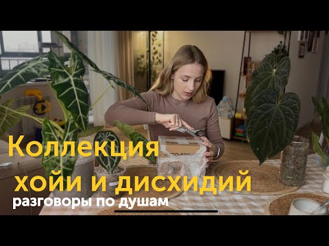 Видео: Моя коллекция хойи и дисхидий, разговоры по душам