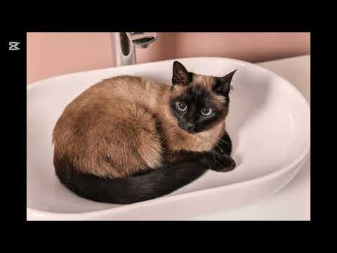 Видео: Сиам муурны тухай