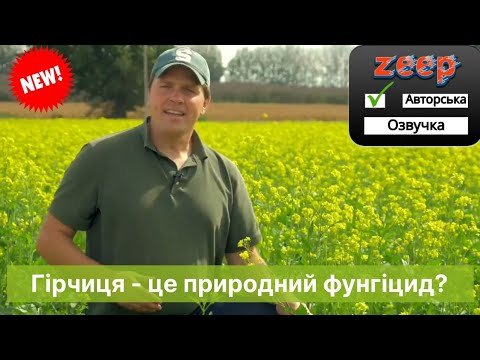 Видео: Покривна культура гірчиця, як природній фунгіцид. Особливості посіву/вирощування та заробки в грунт