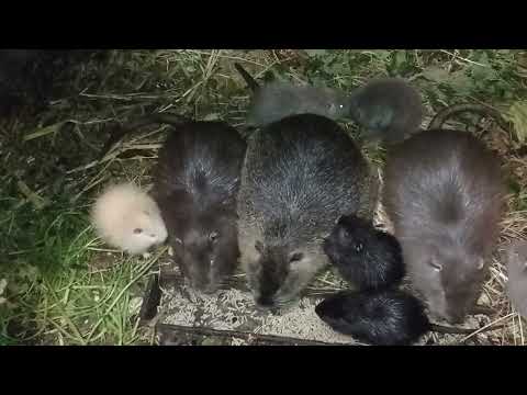 Видео: Нутренята в 20 днів мають важити не менше 500 гр. Якщо більше то дуже добре ,якщо менше 500  то брак