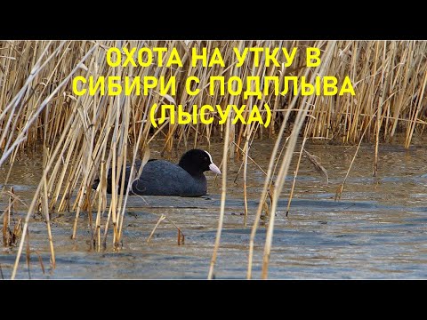 Видео: Охота на утку с подплыва в Сибири.  Кряква ушла, осталась лысуха)