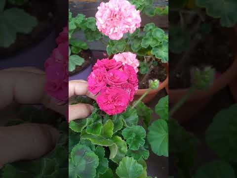 Видео: Мои цветочки.(продолжение следует)