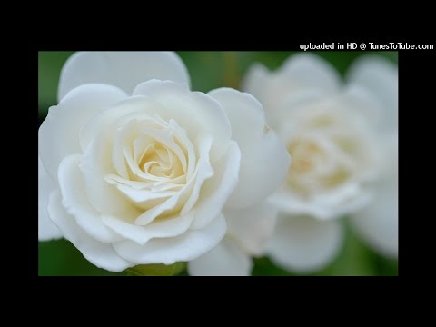 Видео: Волга-Волга - Белые Розы (Volga-Volga - Belye Rozy) HD