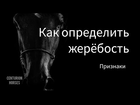 Видео: Косвенные признаки беременности лошади