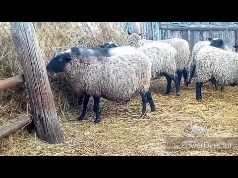 Видео: Романовские овцы в нашм хозяйстве