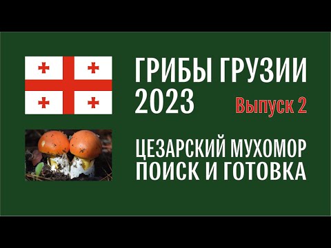 Видео: Грибы Грузии 2023. Выпуск №2. Цезарский мухомор (Amanita caesarea). Как отличить, как приготовить.