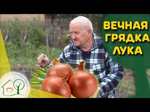 Видео: Бублик Б.А. Вечная грядка лука 🔃 Огород без хлопот