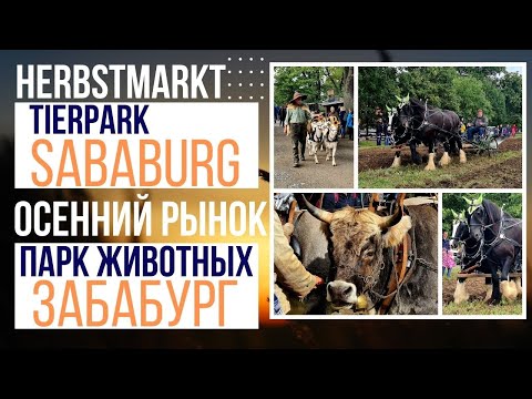 Видео: Осенняя Ярмарка , Сабабург Германия Парк Животных  Herbstmarkt im Tierpark Sababurg 4K