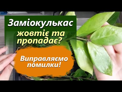 Видео: Чому пропадає заміокулькас? Як рятувати? Виправляємо помилки