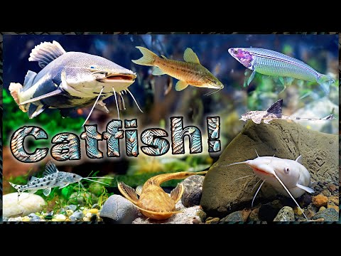 Видео: Лучшие виды сомов для аквариумов: познакомьтесь с популярными видами пресноводных сомов!