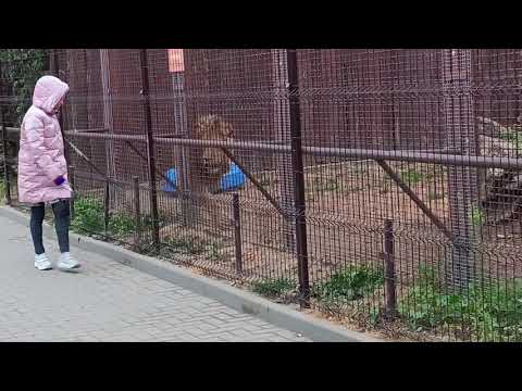 Видео: Ностальгия, 28сентября,ничто не предвещало приезда ГДП, здоровый, игривый лев