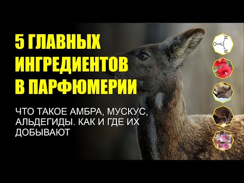 Видео: 5 главных ингредиентов, используемых в парфюмерии.