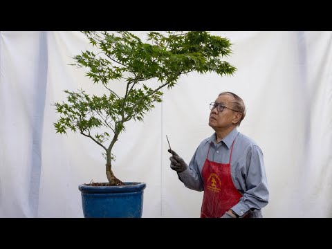 Видео: Уменьшение размера дерева важно для пропорций бонсай. Посмотрите на это преображение клёна.