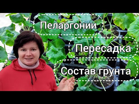 Видео: Состояние новых черенков пеларгоний. Пересадка. Ответы на вопросы! 27.12. 2023 г.